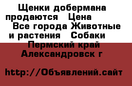 Щенки добермана  продаются › Цена ­ 45 000 - Все города Животные и растения » Собаки   . Пермский край,Александровск г.